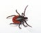 Deer tick Ixodes scapularis