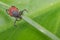 Deer tick lurking on a grass stem. Ixodes ricinus