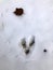 Deer track in the snow