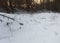 Deer tracks in the snow