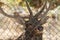 Deer is trapped in the cage. Sad eyes closeup.