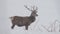 deer under the snow in winter season footage