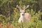 Deer with Velvet Antlers