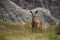 Deer with Very Large Ears in the Badlands