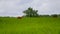 Deer walking on green grass field