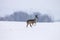 Deer walking in the snow