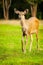 Deer walking in the summer forest