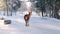 A deer walks along the highway during the day in winter.