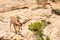 Deer at West rim trail in zion national park, usa