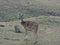 Deer with white spot in Pench national park