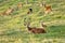 Deer whitetail and herd on a meadow