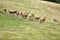 Deer whitetail and herd on a meadow