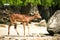 Deer in the wild close-up. Image for nature.