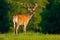 Deer in the wild, running in the grass, forest background. Red Deer in forest. Bellow majestic powerful adult red deer stag in aut