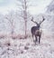 Deer in the winter forest