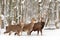 Deer in winter forest