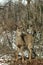 Deer in wintry forest