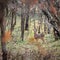 Deer in the woods in fall