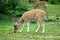 DEER - YALA, Sri Lanka