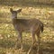 Deer in yard