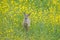 Deer in yellow bloom flower field meadow of oilseed rape, colza. White-tailed deer, Odocoileus virginianus, Antisana, Ecuador.