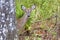 Deer, Young Buck Hiding Behind A Tree