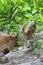 Deer or young hart animal in the forest.