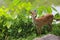 Deer or young hart animal in the forest.