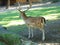 Deer at zoo Targu Mures