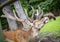 Deer at the zoo in Targu Mures