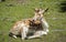 Deer at the zoo in Targu Mures