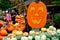 Deerfield, Massachusetts: People Shopping for Pumpkins