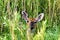 Deerflies on White-tailed Doe   701301