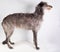 Deerhound