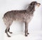 Deerhound