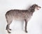 Deerhound