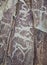 Deers - Altai Rock paintings of ancient hunters