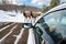 Deers blocking the way at Omega Park in Montebello, Quebec , Can