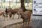 Deers at deer park, nara, Japan