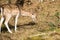 Deers in the dutch landscape at waterleiding dunes