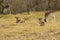 Deers in the dutch landscape at waterleiding dunes