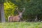 Deers in Dyrehave forest north of Copenhagen