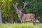 Deers in Dyrehave forest north of Copenhagen