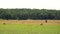 Deers eating grass outdoor in the park near forest