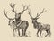 Deers Engraving, Vintage Illustration, Sketch