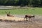 Deers on field, Animals parc de sainte-croix
