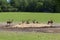 Deers on field, Animals parc de sainte-croix