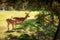 Deers in forest at sunny day in summer, Poland