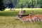 Deers by a golf course