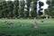 Deers on the green grass